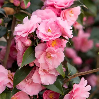 camellia-spring-festival-2