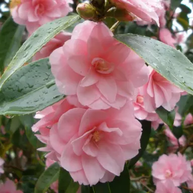 camellia-spring-festival-3