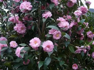 camellia-spring-festival-4