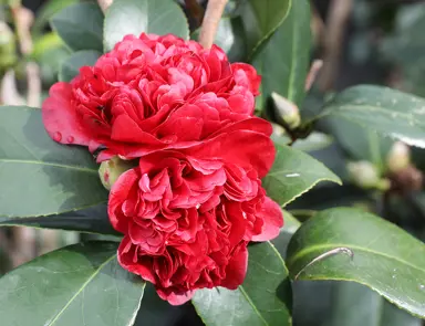 camellia-takanini-