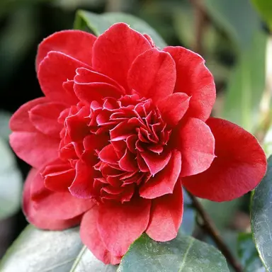 camellia-takanini-1