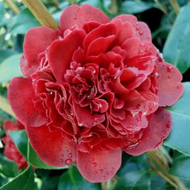 camellia-takanini-3