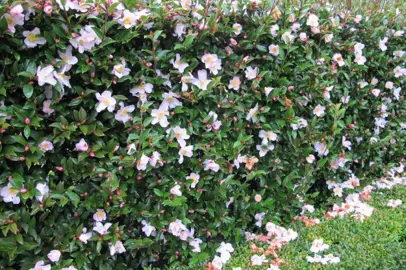 camellia-transnokoensis-1