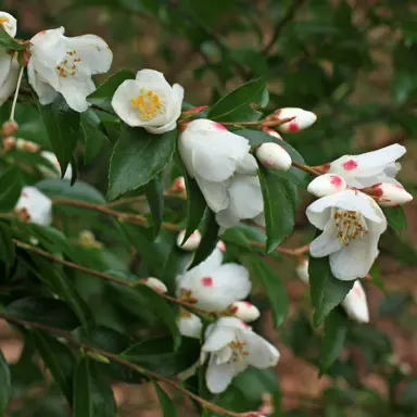 camellia-transnokoensis-2