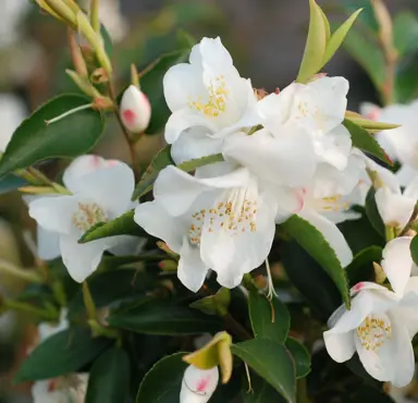 camellia-transnokoensis-3