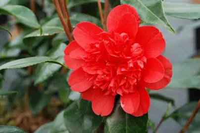 camellia-japonica-volcano-