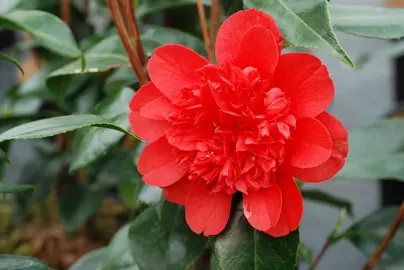 camellia-volcano-