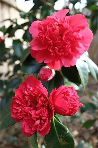 camellia-volcano-2