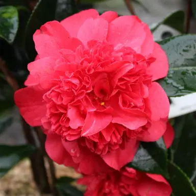 camellia-volcano-3