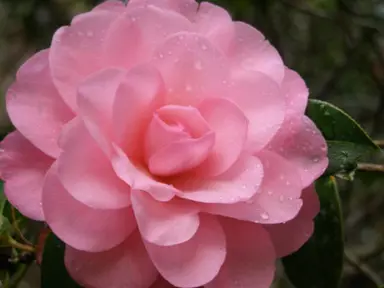 camellia-waterlily-1