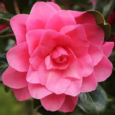 camellia-waterlily-3