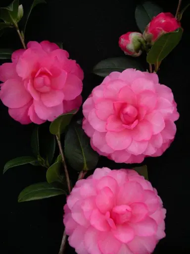 camellia-waterlily-4