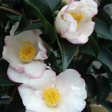 camellia-sasanqua-yoi-machi-