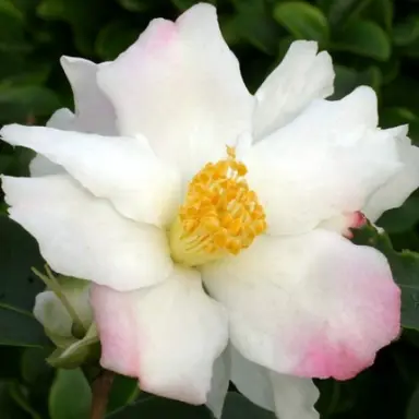 camellia-sasanqua-yoi-machi-1
