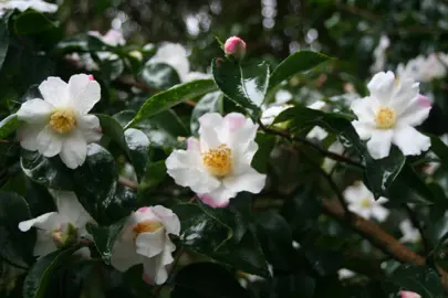 camellia-sasanqua-yoi-machi-4