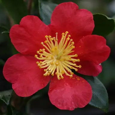 camellia-yuletide-