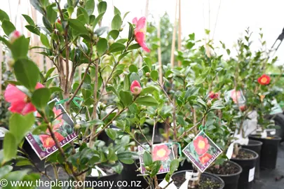 camellia-yuletide-1