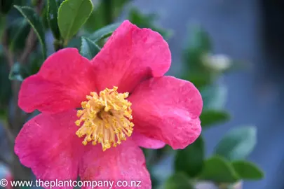 camellia-yuletide-2