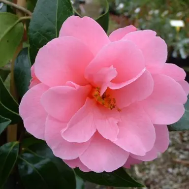 camellia-barbara-clark-