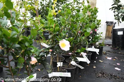 camellia-blizzard-