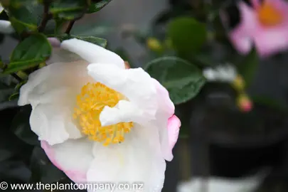 camellia-blizzard-1