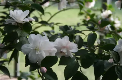 Camellia Cinnamon Cindy branches hosting glossy, dark green leaves and elegant white-pink flowers.