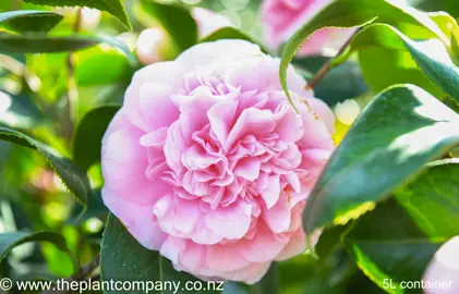 camellia-debutante-1