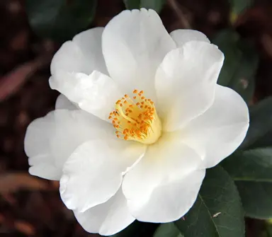 camellia-dr-colin-crisp-