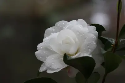 Camellia Early Pearly elegant white flower.