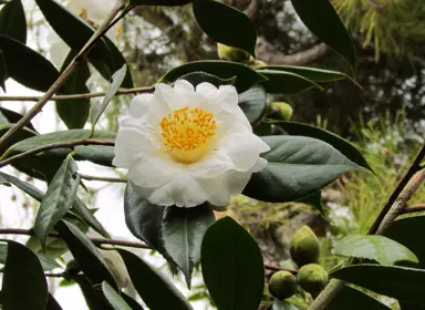 camellia-ecclefield--1