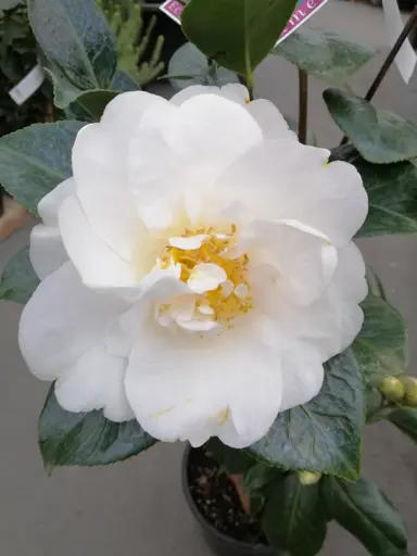 camellia-ecclefield-