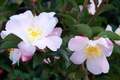 Camellia 'Fairy Blush' stunning pink flowers up close.