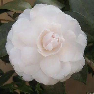 camellia-japonica-first-prom-