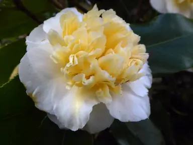 Camellia japonica 'Jurys' Yellow' flower.