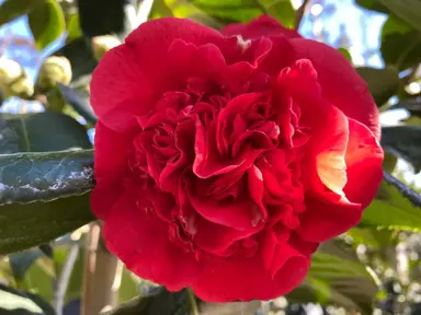 camellia-kramers-beauty-