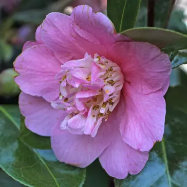 camellia-williamsii-little-lavender-