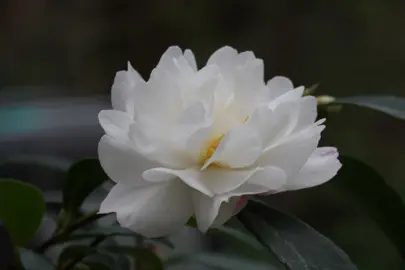 A Camellia 'Little Liane' exquisite, white flower.
