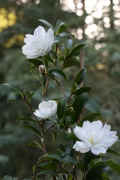 Camellia 'Little Liane' white flowers amidst dark green foliage on an upright shrub.