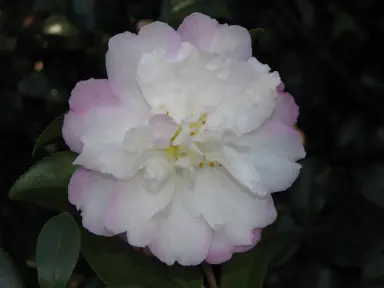 camellia-sasanqua-little-pearl-