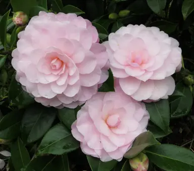 camellia-williamsii-mimosa-jury-2