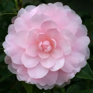 camellia-williamsii-mimosa-jury-3