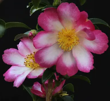 camellia-sasanqua-navajo-