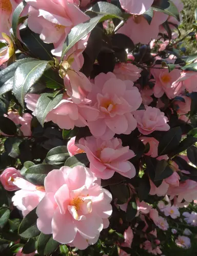 Camellia 'Nicky Crisp' beautiful pink flowers with green foliage on a shrub.