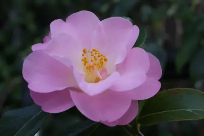 Camellia 'Nicky Crisp' pink flower.