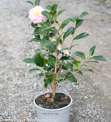 Camellia 'Nicky Crisp' plant for sale at The Plant Company nursery in early spring.