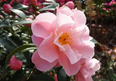 Camellia 'Nicky Crisp' beautiful pink flowers.