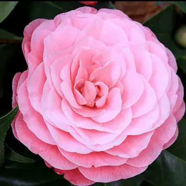 camellia-japonica-nuccio's-cameo-