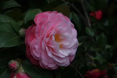 Camellia Nuccios Cameo flower with two shades of pink and glossy, dark green foliage.