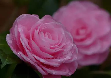 Camellia Nuccios Cameo elegant pink flowers.