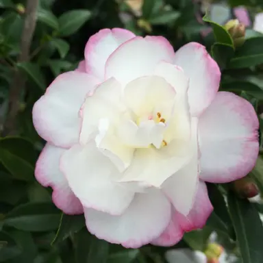 camellia-paradise-blush-1